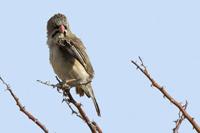 Sporopipes squamifrons